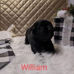 Labrador Retriever Puppies from Adirondack Labradors