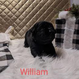 Labrador Retriever Puppies from Adirondack Labradors