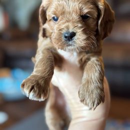 Colby - Red male Cockapoo puppy in Pledger, Texas from Sugarbear Cockapoos