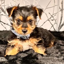 Bluey - Black and tan male Yorkshire Terrier puppy in Aurora, Colorado from Exotic Kennels Co