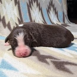 Boy 3- Red Tri - Red tri-color male Australian Shepherd puppy in Mayfield, Kentucky from Hamilton Farms