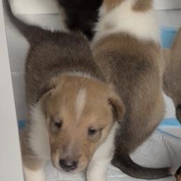 Porthos - Sable and white male Collie puppy in Malvern, Arkansas from Lost Acres Collies