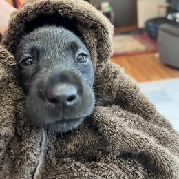Irish Setter and Labrador Retriever Puppies from Kilkieran Kennels and Snowstorm Labradors