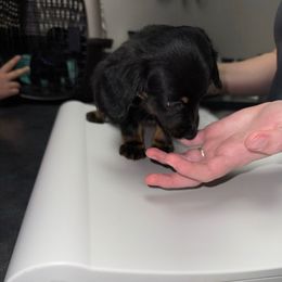 Maggie AKC 9wks 2.5lbs - Black and tan female Dachshund puppy in Magnolia, Texas from J&R Macias Dachshunds