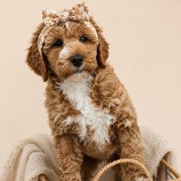 Riot - Red female Bernedoodle puppy in Santa Barbara, California from K+C Doodles