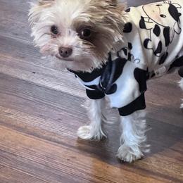Hondo - Yorkshire Terrier