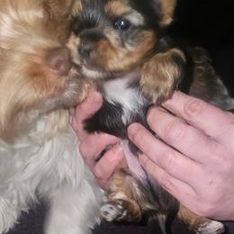Boy 2 - Black and tan male Yorkshire Terrier puppy in Columbia, Tennessee from Middle Tennessee Teacup Yorkie puppies