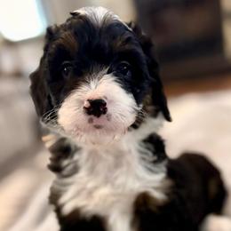Pink collar girl - Tri-color female Bernedoodle puppy in Lake, Michigan from 3 King Doodles & Poodles