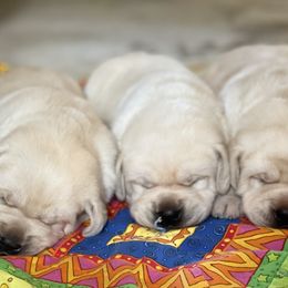 Labrador Retriever Puppies from Southern Tails Labradors