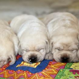 Labrador Retriever Puppies from Southern Tails Labradors