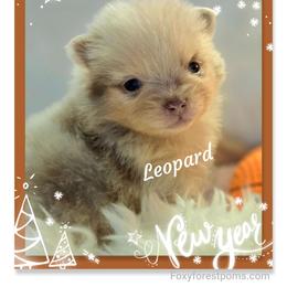 Leopard - Chocolate merle male Pomeranian puppy in Eatonville, Washington from Foxy Forest Poms