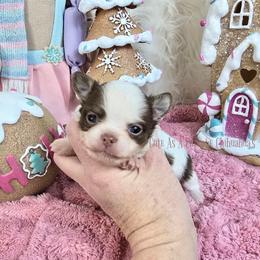 Cannoli 4000 - Chocolate and white male Chihuahua puppy in Piqua, Kansas from Cute As A Cupcake Chihuahuas