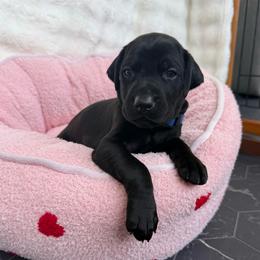Benny - Black and rust male Doberman Pinscher puppy in Brookfield, Wisconsin from Haus of Hound