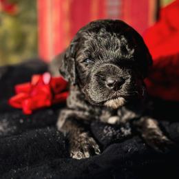Oreo - Black and white male Cockapoo puppy in Midwest City, Oklahoma from Strawberry Hill Puppy Patch