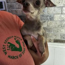 Lilly Billy - Chihuahua