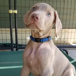 Pointer and Weimaraner Puppies from Silvershot Weimaraners and Pointers