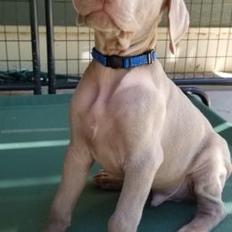Pointer and Weimaraner Puppies from Silvershot Weimaraners and Pointers
