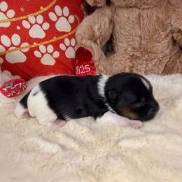 Jermaine - Black tan and white male Biewer Terrier puppy in Stockbridge, Georgia from Jenn’s Georgia Morkies and Biewer Terriers