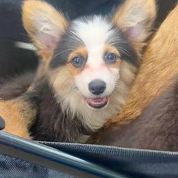 Dottie - Black and tan female Pembroke Welsh Corgi puppy in Hueytown, Alabama from AAA Corgis