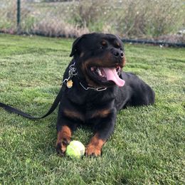 Major - Rottweiler