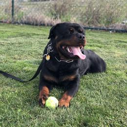 Major - Rottweiler