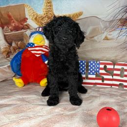Ward - Black female Goldendoodle puppy in Lake Panasoffkee, Florida from Donnas Deluxe Doodles LLC