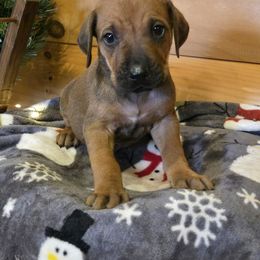 Jamie Blue collar - Rd whtn blk nose male Rhodesian Ridgeback puppy in Gaffney, South Carolina from Circle D Farms
