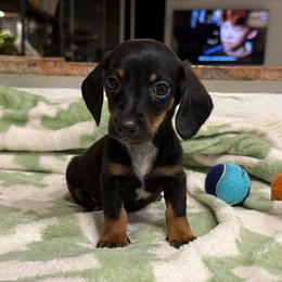Regent - Black and tan male Dachshund puppy in Los Angeles, California from Dachshunds of the Desert
