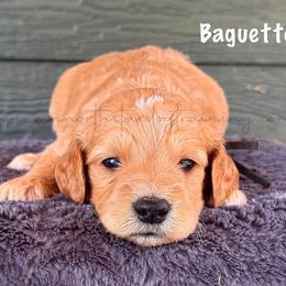 Baguette - Cream male Goldendoodle puppy in Lancaster, Minnesota from North Star Dog Training