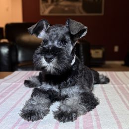 Lady White - Salt and pepper female Miniature Schnauzer puppy in Wildomar, California from My Angel Schnauzers