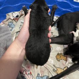 Golden Retriever and Greyhound Puppies from K and E Kennels