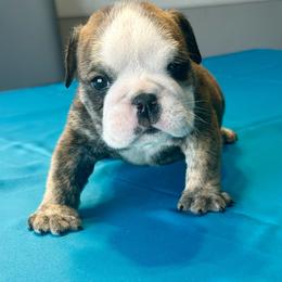 Gunner - Red brindle and white male Bulldog puppy in Lutz, Florida from Romanov’s  Bulldogs