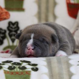 Blue Collar - Blue male American Bully puppy in Easton, Maryland from Night Court Bullies
