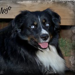 Mojo - Miniature Australian Shepherd
