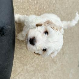 Swiss - Cream male Australian Labradoodle puppy in Wamego, Kansas from Doodles of Oz