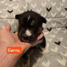 Girl 2 - Agouti and white female Siberian Husky puppy in Meridian, Mississippi from JJ's Huskies