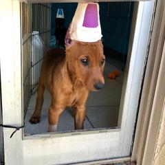 German Pinscher Puppies from LinDee Kennel