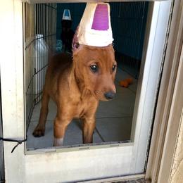 German Pinscher Puppies from LinDee Kennel