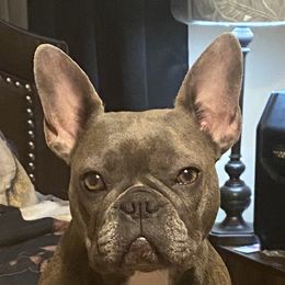 Lu - French Bulldog