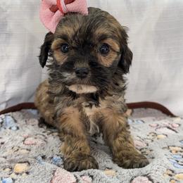 Raylynn - Brindle female Companion Cross puppy in Lancaster, Kentucky from Dream Paws Puppies, LLC