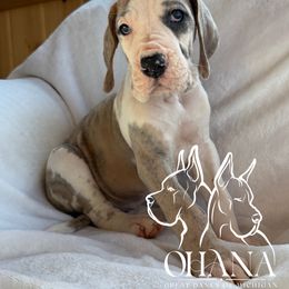 Ida - Harlequin female Great Dane puppy in Michigan from Ohana Great Danes of Michigan