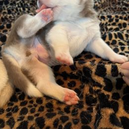 Siberian Husky Puppies from Final Siberians