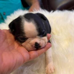 Slinky - Black and white male Boston Terrier puppy in Covington, Georgia from Tuxedo Bostons of Atlanta