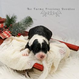 Sheepadoodle Puppies from The Farms Precious Doodles