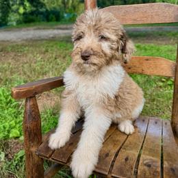Cobbler - Merle male Labradoodle puppy in Candler, North Carolina from Maple Bakin’ Doodles