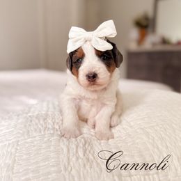 Cannoli - Tri-color female Bernedoodle puppy in Cold Spring, Minnesota from A.N.A. Doodles