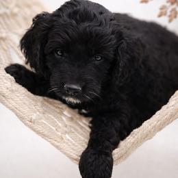 Brown - Black male Goldendoodle puppy in Byron, Georgia from Southern Olive Doodles 🫒