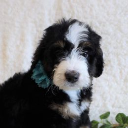 Bernedoodles and Goldendoodles from Legacy Doodles