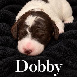Dobby - Sable male Poodle puppy in Washington, Pennsylvania from Patriotic Poodles