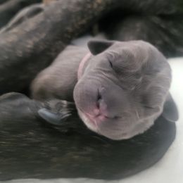 Lt Purple Girl - Gray and fawn Cane Corso puppy in Montgomery, New York from Mormaxx Kennel